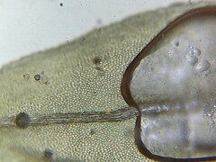 Thamnobryum alopecurum