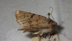 Epipsilia grisescens