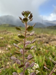 Lepidium nitidum
