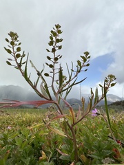 Lepidium nitidum