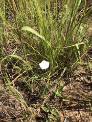 Convolvulus sagittatus