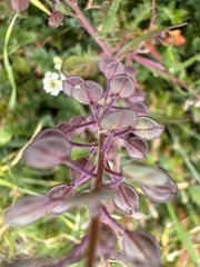 Lepidium nitidum