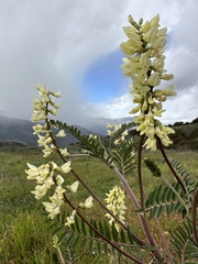 Astragalus trichopodus antisellii