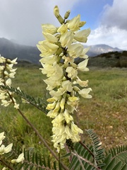 Astragalus trichopodus antisellii