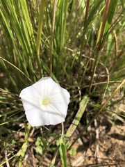 Convolvulus sagittatus