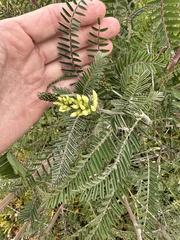 Astragalus trichopodus antisellii