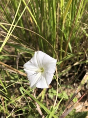 Convolvulus sagittatus