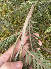 Astragalus trichopodus antisellii