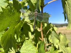Hemicordulia tau