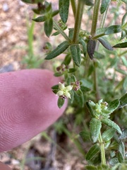 Galium porrigens