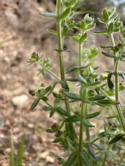 Galium porrigens