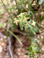 Galium porrigens