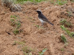 Oenanthe moesta