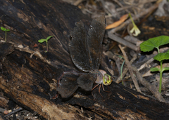 Gynacantha rosenbergi