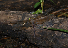 Gynacantha rosenbergi