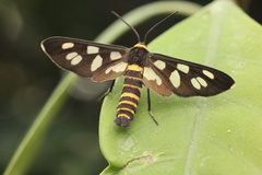 Amata edwardsii