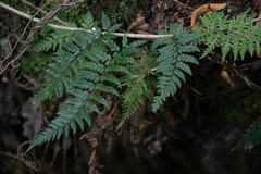 Polystichum neozelandicum