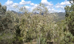 Santalum lanceolatum