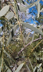 Santalum lanceolatum