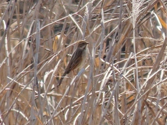 Emberiza schoeniclus