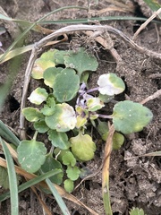Viola arvensis