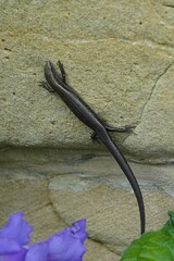 Eugongylinae