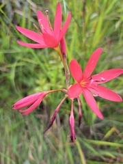 Hesperantha coccinea