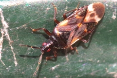 Anthocoris butleri