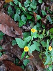 Melampodium divaricatum