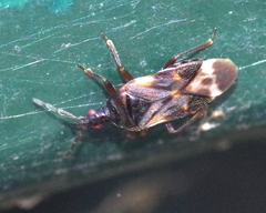 Anthocoris butleri