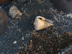 Conus capitaneus