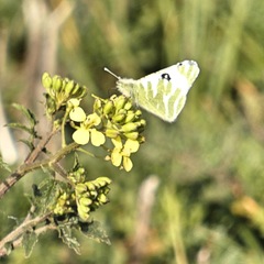 Euchloe belemia