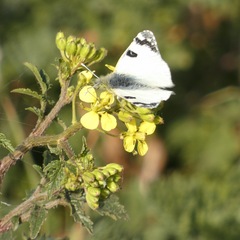 Euchloe belemia