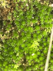 Bryum radiculosum