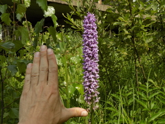 Dactylorhiza majalis baltica