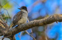 Tyrannus caudifasciatus