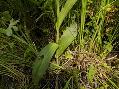 Dactylorhiza majalis baltica