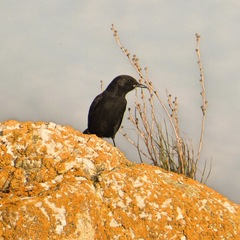 Oenanthe leucura
