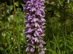 Dactylorhiza majalis baltica