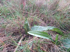 Himantoglossum robertianum
