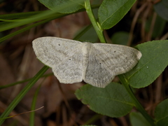 Scopula nigropunctata