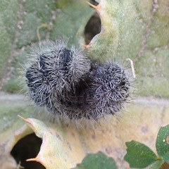 Thaumetopoea herculeana