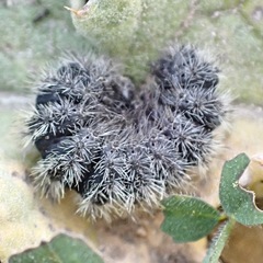 Thaumetopoea herculeana