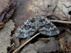 Electrophaes corylata