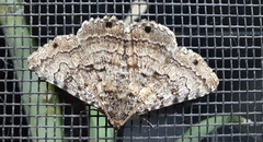 Diatenes aglossoides