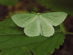 Geometra papilionaria