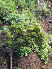 Sideroxylon mirmulans