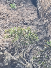 Sideroxylon mirmulans