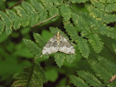 Ecliptopera capitata