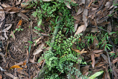 Asplenium hookerianum